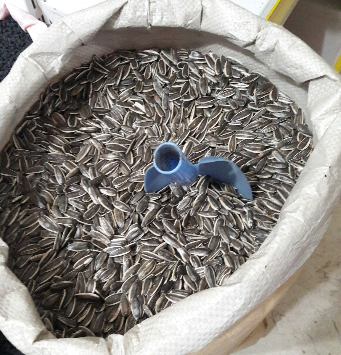 seed