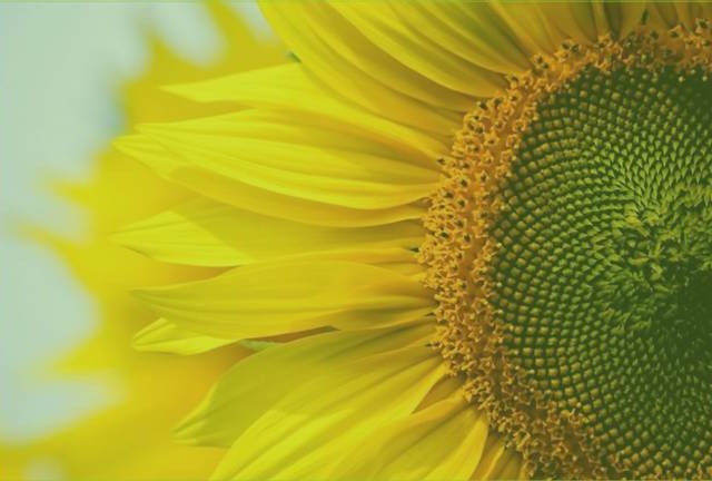 Sunflower harvest outlook in Ukraine
