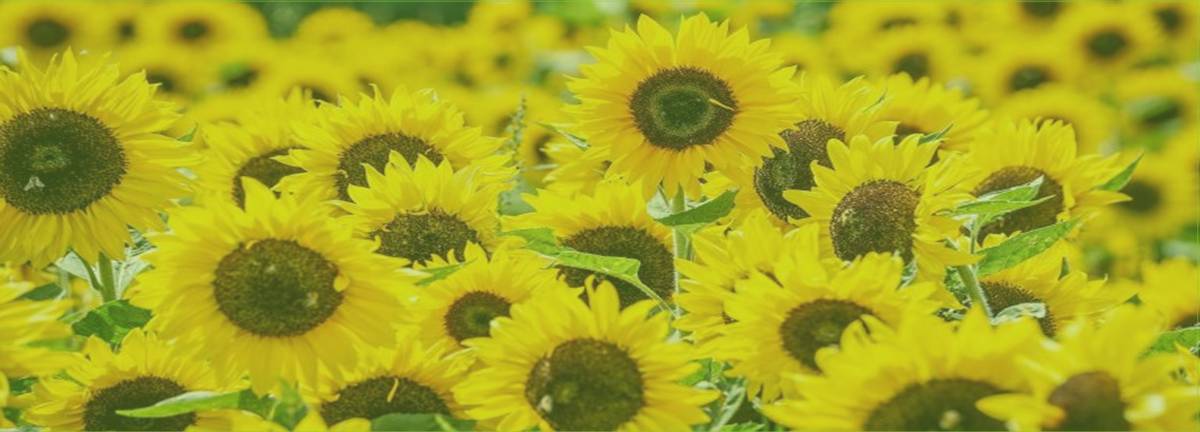 Sunflower exports are rising